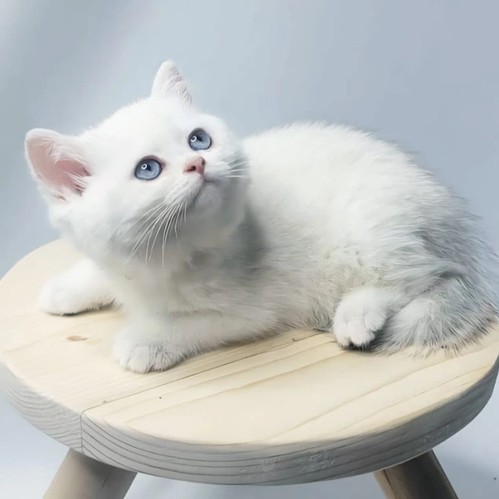 Elika British Shorthair Kittens | Kitten for sale. 