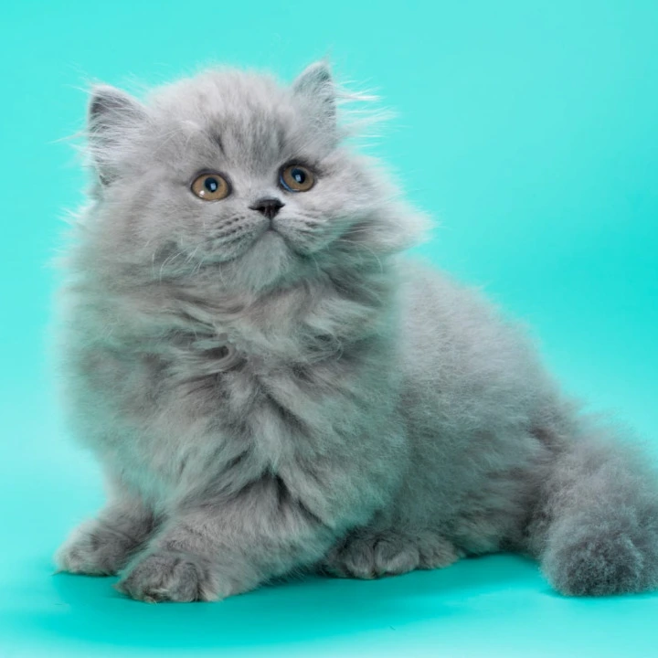 Gatsby Longhair British Shorthair Kittens | Buy a kitten.