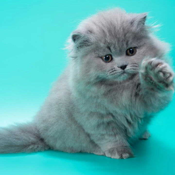 Gatsby Longhair British Shorthair Kittens | Buy a kitten.