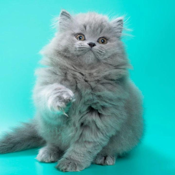 Gatsby Longhair British Shorthair Kittens | Buy a kitten.
