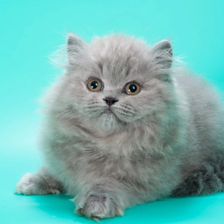 Gatsby Longhair British Shorthair Kittens | Buy a kitten.