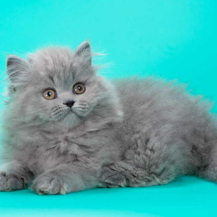 Gatsby Longhair British Shorthair Kittens | Buy a kitten.