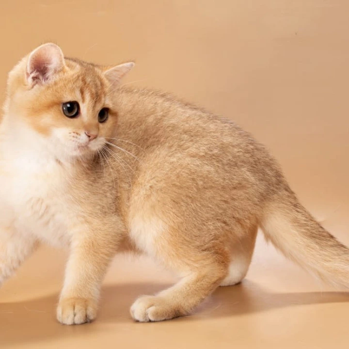 Simon British Shorthair Kittens | Buy a kitten.