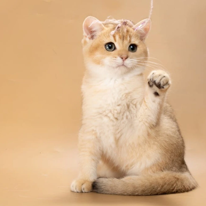 Simon British Shorthair Kittens | Buy a kitten.