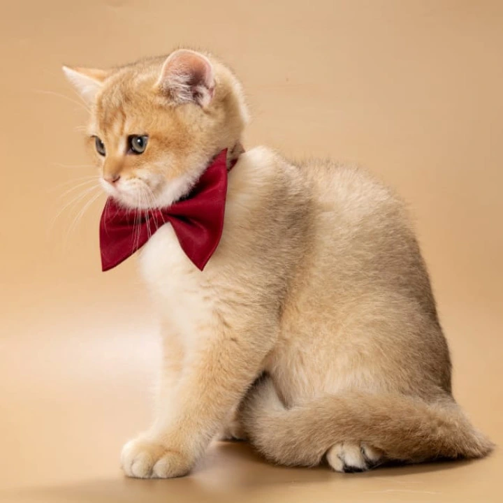 Simon British Shorthair Kittens | Buy a kitten.