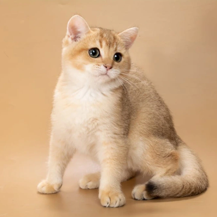 Simon British Shorthair Kittens | Buy a kitten.