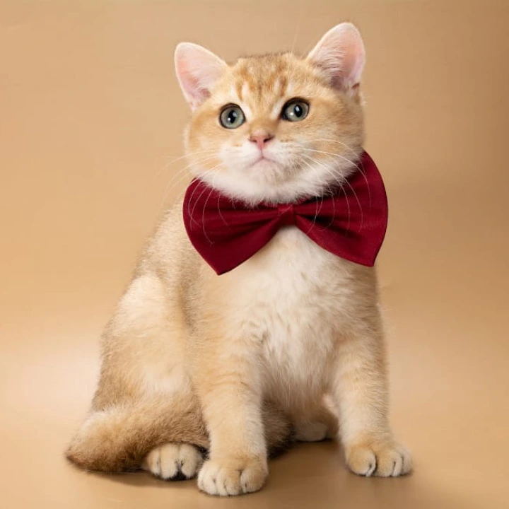 Simon British Shorthair Kittens | Buy a kitten. 