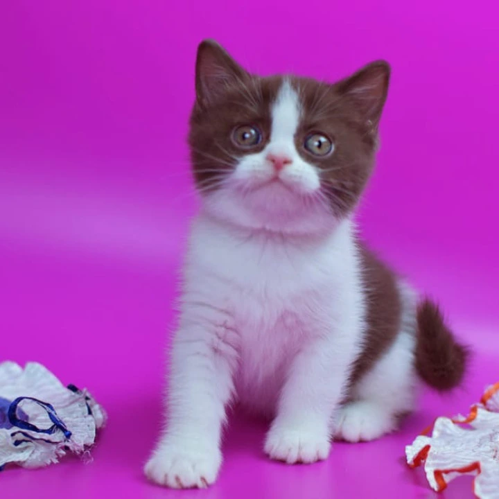 Quira British Shorthair Kittens | Kittens for sale. 