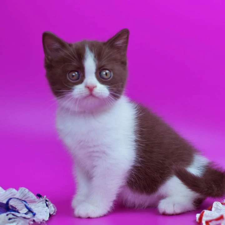 Quira British Shorthair Kittens | Kittens for sale. 