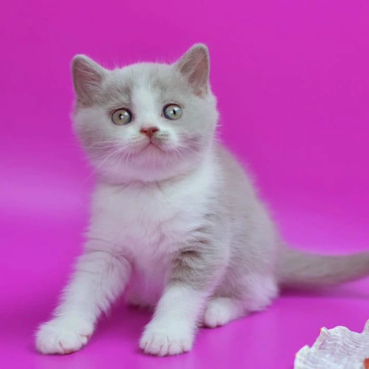 Quper British Shorthair Kittens | Large selection of kittens.