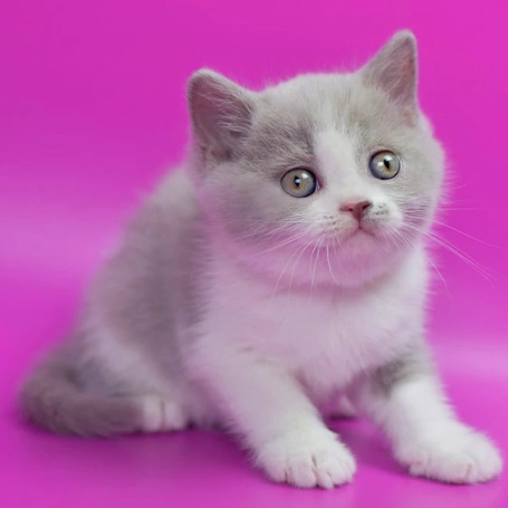 Quper British Shorthair Kittens | Large selection of kittens.
