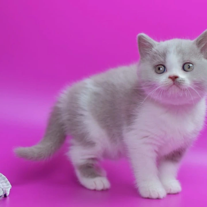 Quper British Shorthair Kittens | Large selection of kittens.