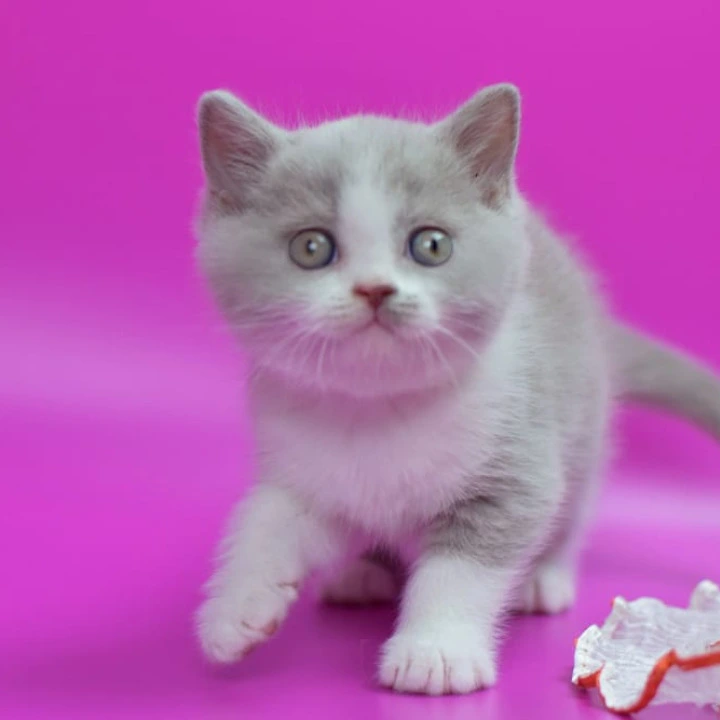 Quper British Shorthair Kittens | Large selection of kittens.