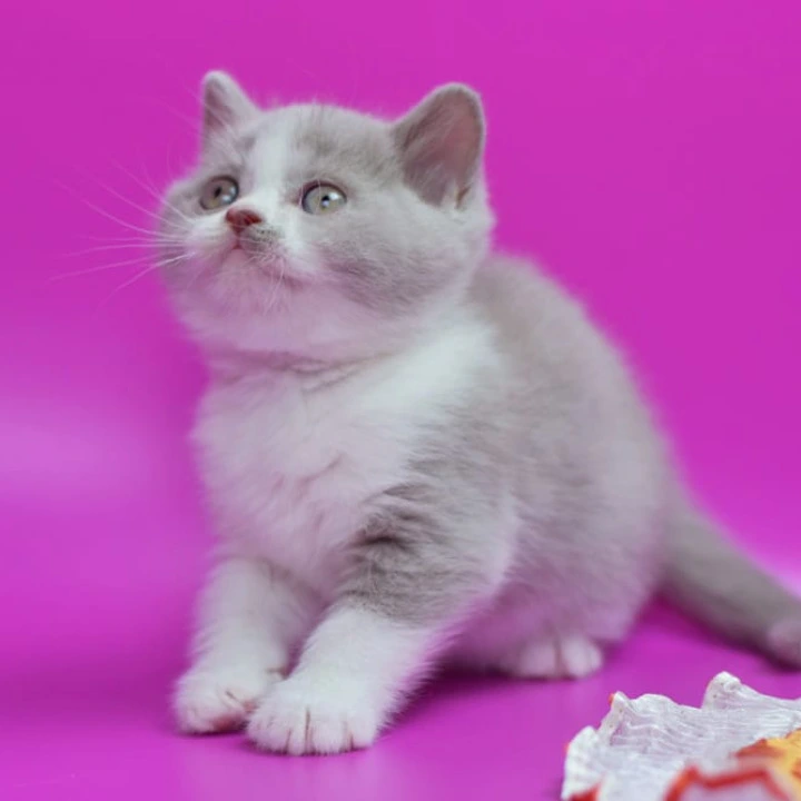 Quper British Shorthair Kittens | Large selection of kittens.