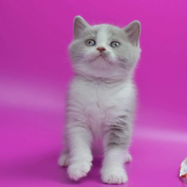Quper British Shorthair Kittens | Large selection of kittens.