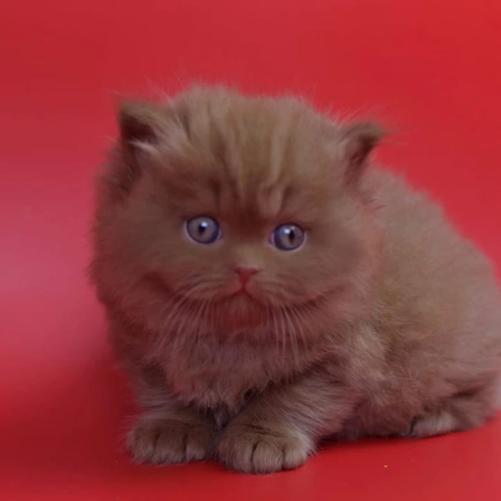 Rayban Longhair British Shorthair Kittens | Kittens for sale. 