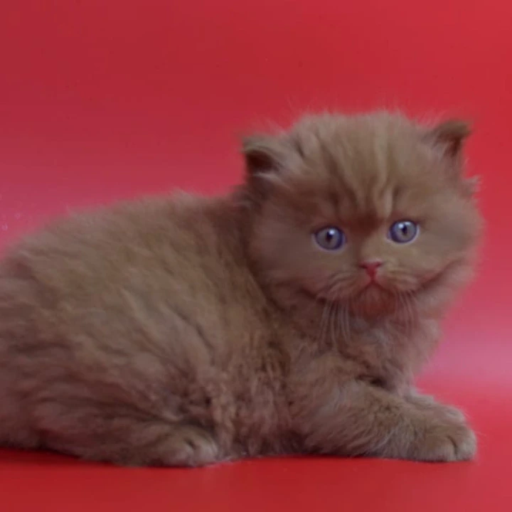 Rayban Longhair British Shorthair Kittens | Kittens for sale. 