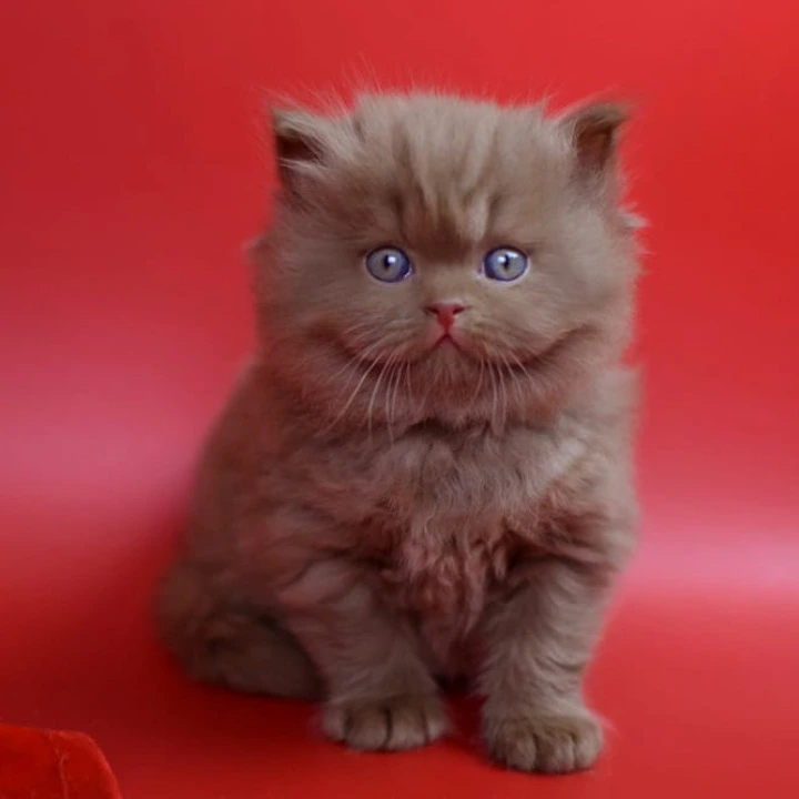 Rayban Longhair British Shorthair Kittens | Kittens for sale. 