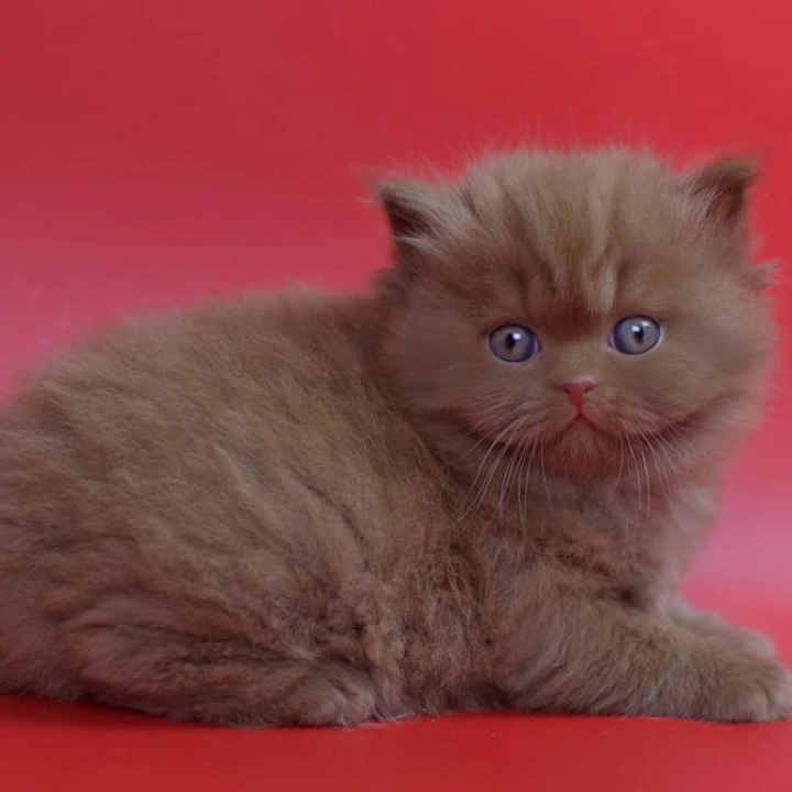 Rayban Longhair British Shorthair Kittens | Kittens for sale. 