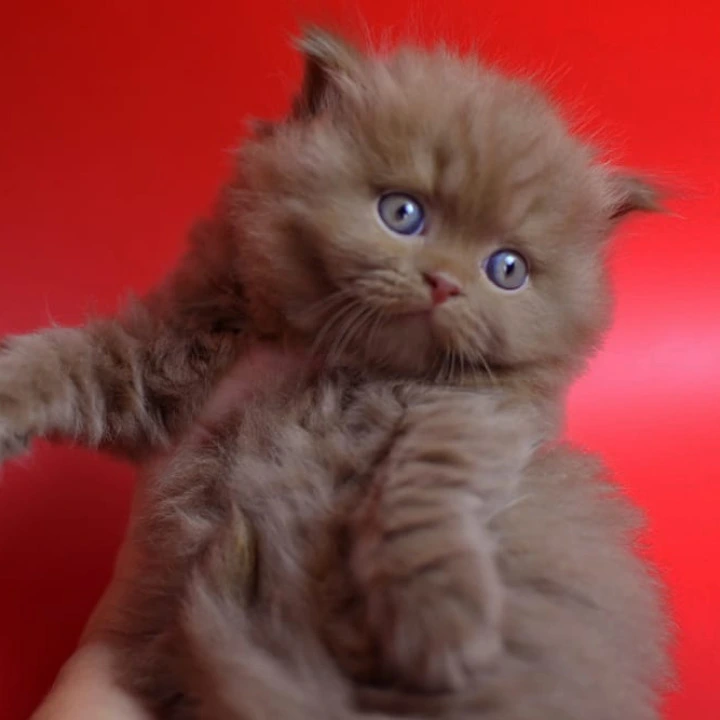 Rayban Longhair British Shorthair Kittens | Kittens for sale. 