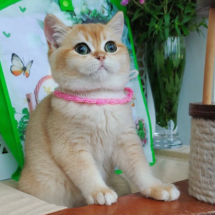 Julia British Shorthair Kittens | Kittens for sale. 