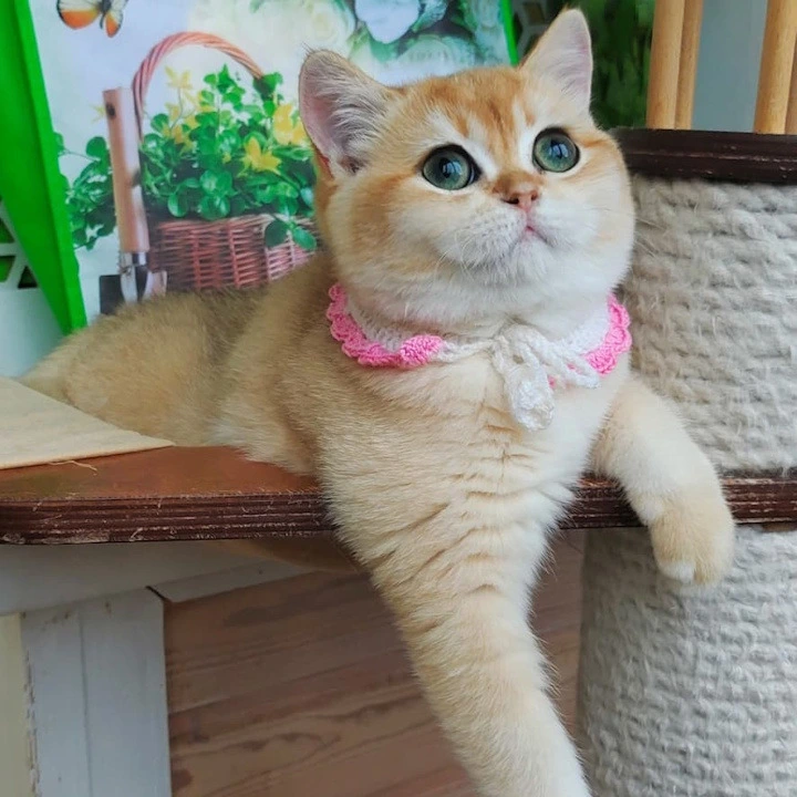 Julia British Shorthair Kittens | Kittens for sale. 