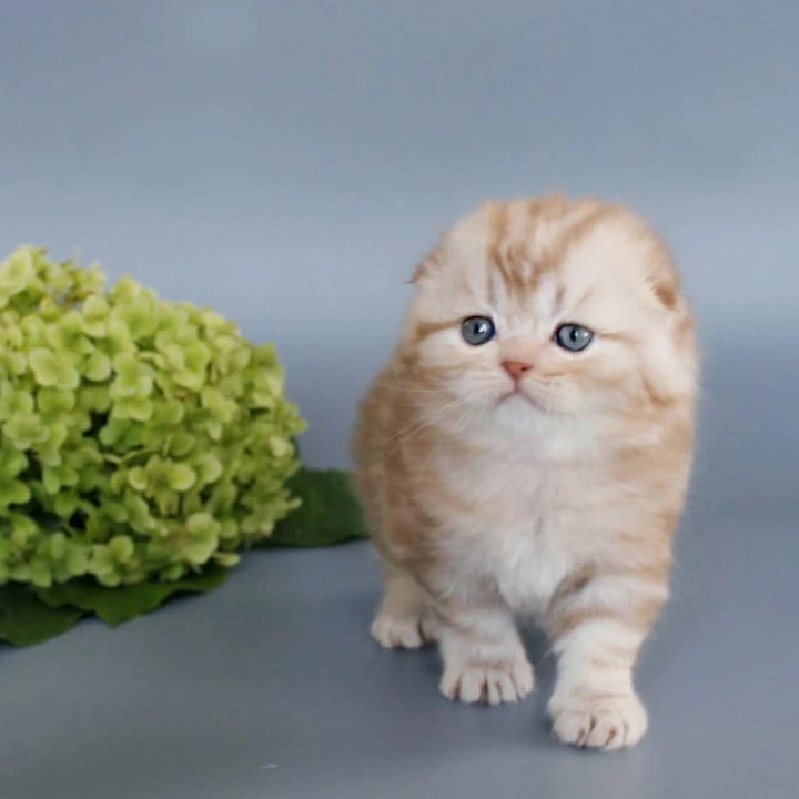 Veter Scottish Straight/Fold  Kittens | Buy a kitten. 