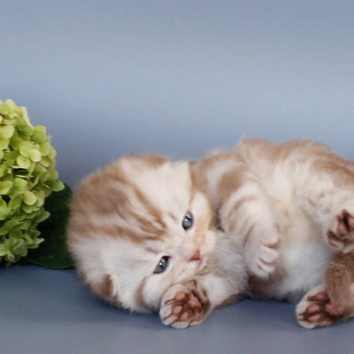 Veter Scottish Straight/Fold  Kittens | Buy a kitten. 