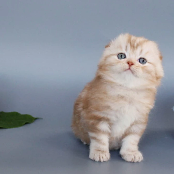 Veter Scottish Straight/Fold  Kittens | Buy a kitten. 