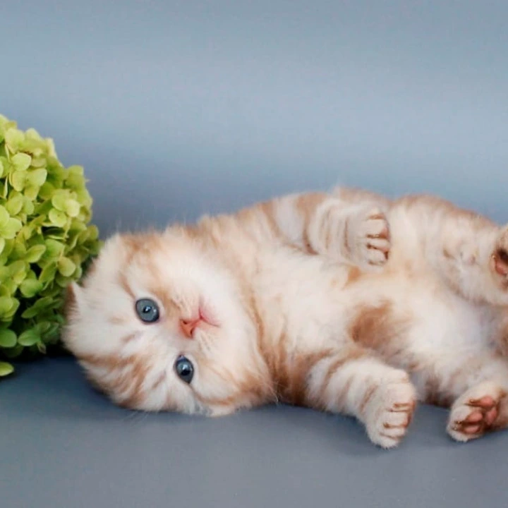 Veter Scottish Straight/Fold  Kittens | Buy a kitten. 