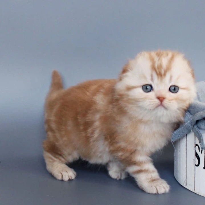 Veter Scottish Straight/Fold  Kittens | Buy a kitten. 