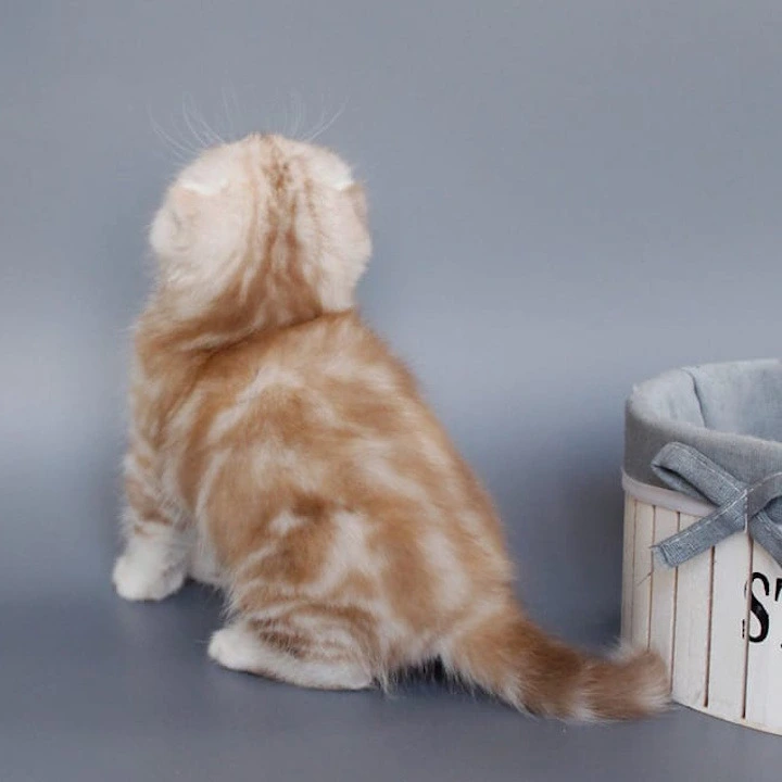 Tita Shorthair Scottish Straight/Fold  Kittens | Large selection of kittens. 