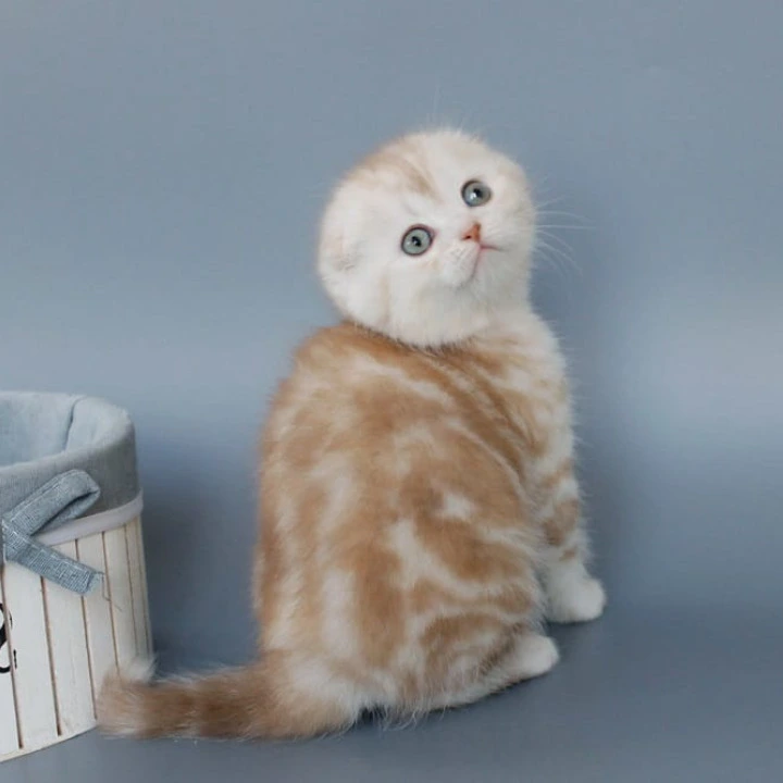 Tita Shorthair Scottish Straight/Fold  Kittens | Large selection of kittens. 