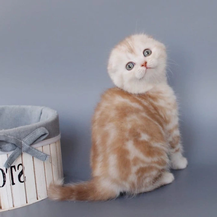 Tita Shorthair Scottish Straight/Fold  Kittens | Large selection of kittens. 