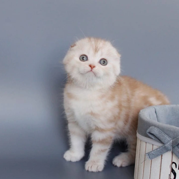 Tita Shorthair Scottish Straight/Fold  Kittens | Large selection of kittens. 