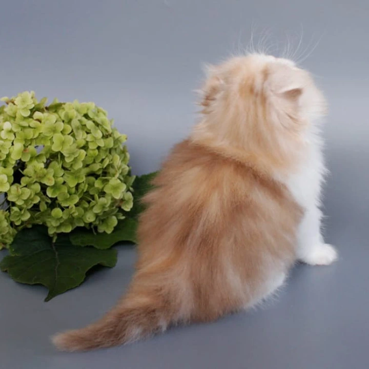 Tisa Longhair Scottish Straight/Fold  Kittens | Buy a kitten. 