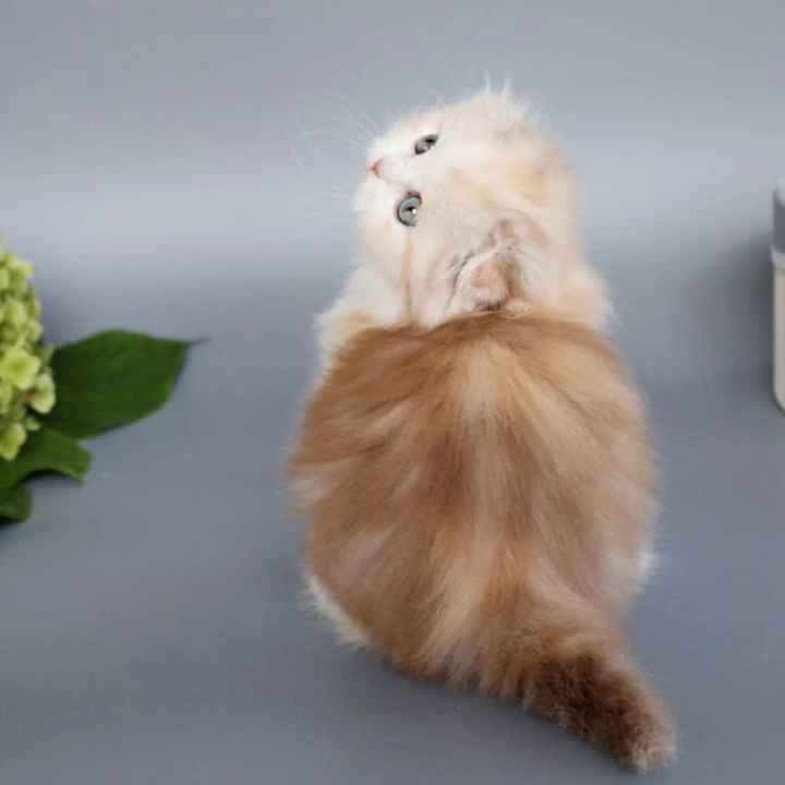 Tisa Longhair Scottish Straight/Fold  Kittens | Buy a kitten. 