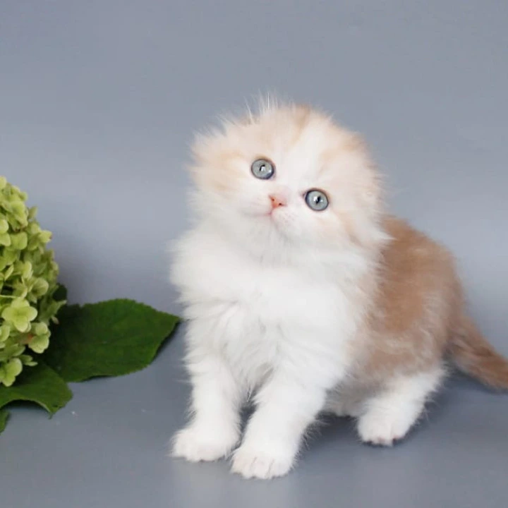 Tisa Longhair Scottish Straight/Fold  Kittens | Buy a kitten. 