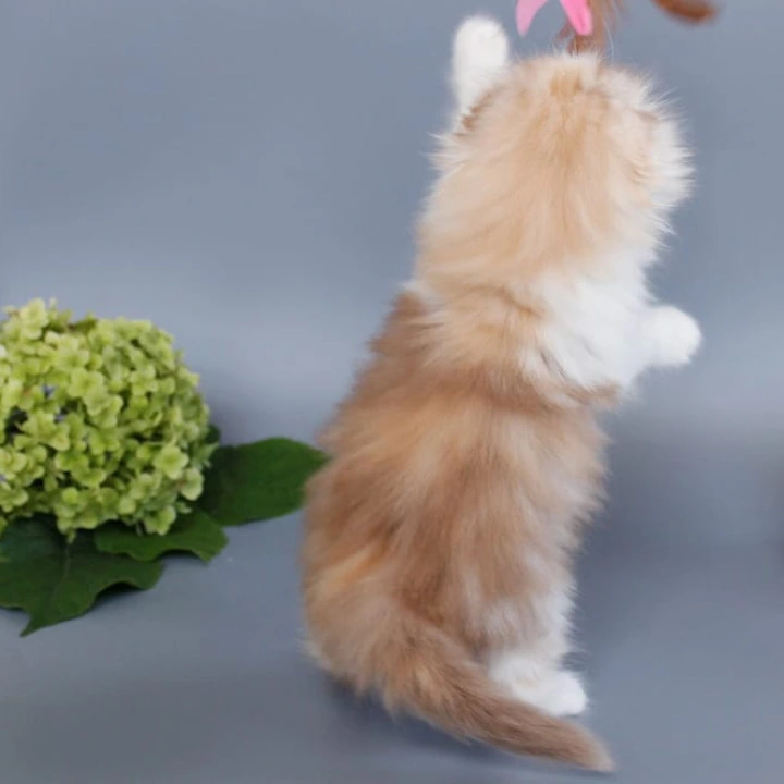 Tisa Longhair Scottish Straight/Fold  Kittens | Buy a kitten. 