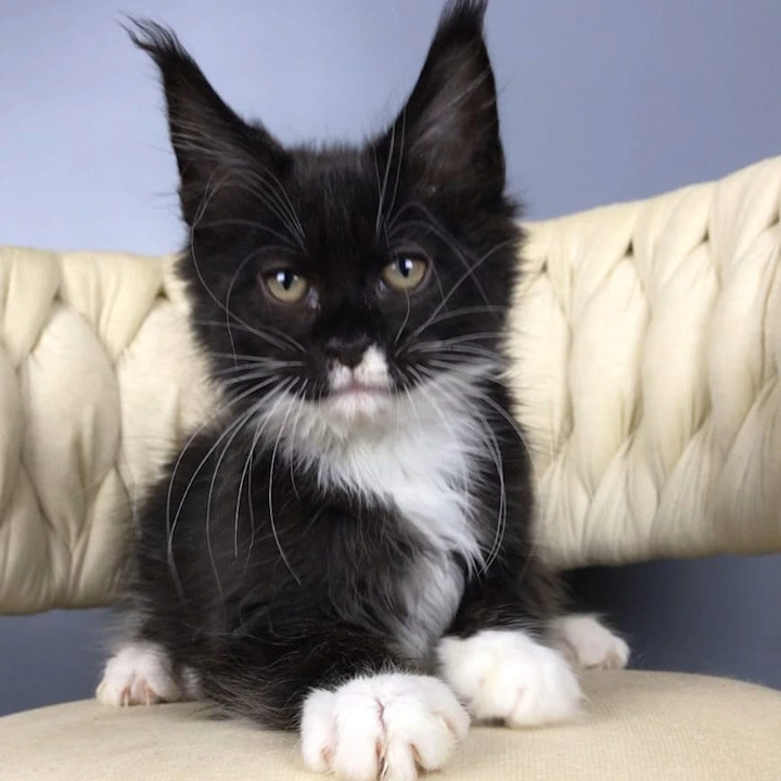 Paris Maine Coon Kittens | Kittens for sale. 