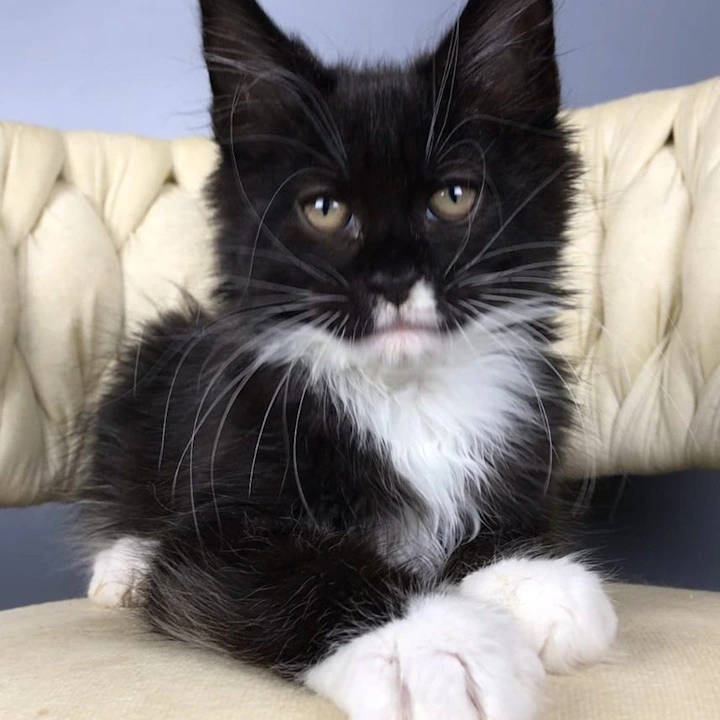 Paris Maine Coon Kittens | Kittens for sale. 