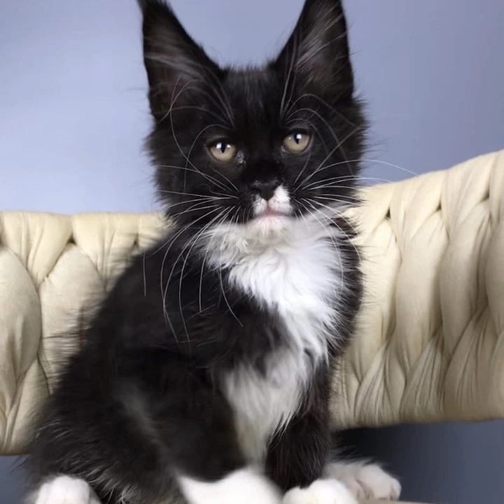 Paris Maine Coon Kittens | Kittens for sale. 