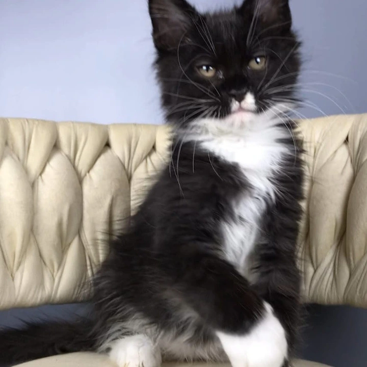 Paris Maine Coon Kittens | Kittens for sale. 