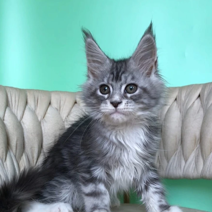 Pavlinka Maine Coon Kittens | Kittens for sale. 