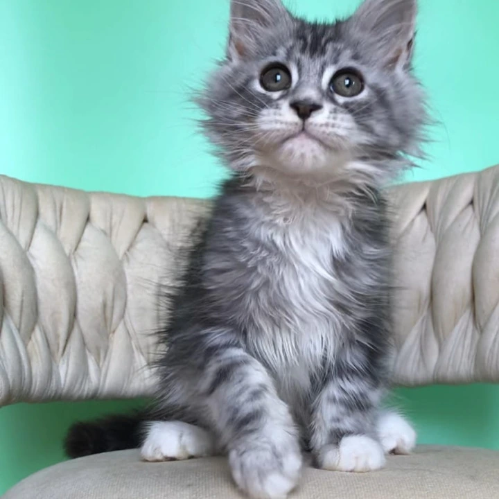 Pavlinka Maine Coon Kittens | Kittens for sale.