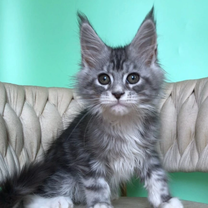 Pavlinka Maine Coon Kittens | Kittens for sale.