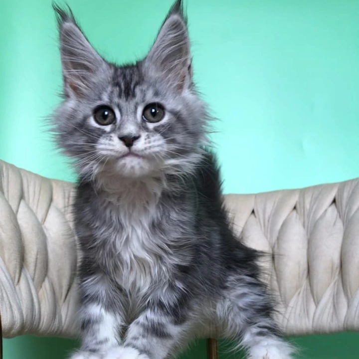 Pavlinka Maine Coon Kittens | Kittens for sale.
