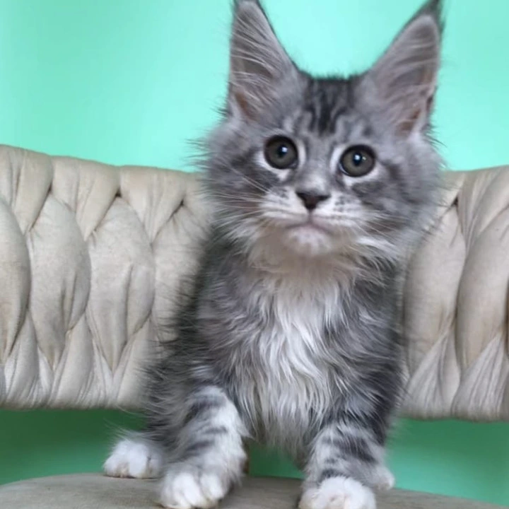Pavlinka Maine Coon Kittens | Kittens for sale. 