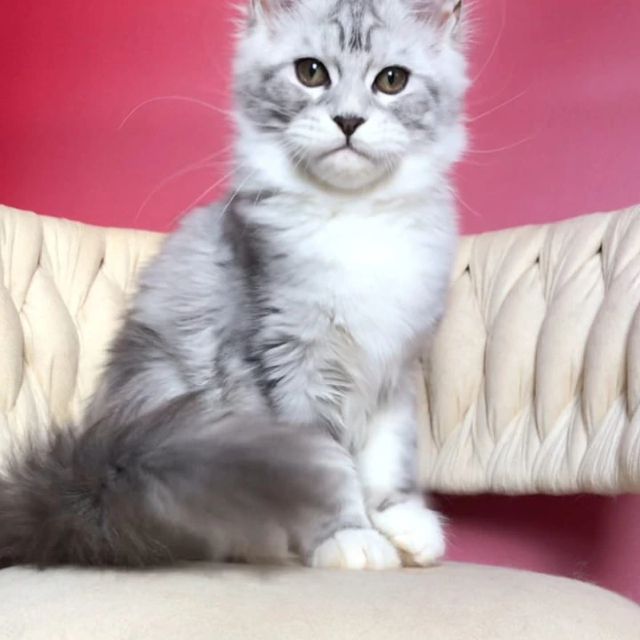 Olympia Maine Coon Kittens | Buy a kitten.