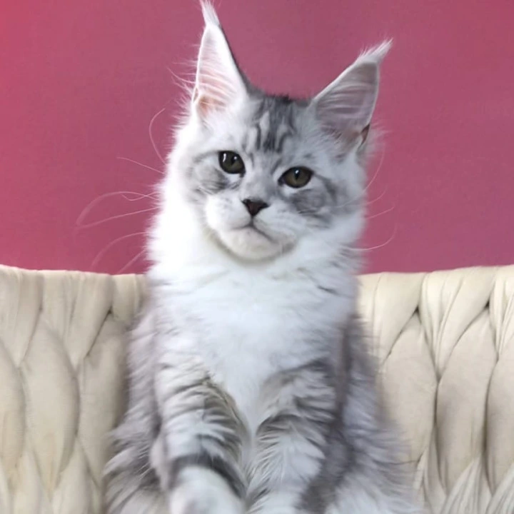 Olympia Maine Coon Kittens | Buy a kitten.